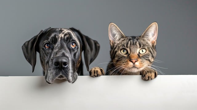 Phytoth&eacute;rapie pour chat et chien